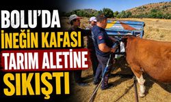 BOLU’DA İNEĞİN KAFASI TARIM ALETİNE SIKIŞTI