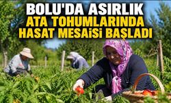 BOLU'DA ASIRLIK ATA TOHUMLARINDA HASAT MESAİSİ BAŞLADI