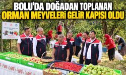 BOLU'DA DOĞADAN TOPLANAN ORMAN MEYVELERİ GELİR KAPISI OLDU