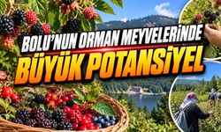 Bolu’nun Orman Meyveleri Yeni Gelir Kapısı Olabilir