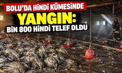 BOLU’DA HİNDİ KÜMESİNDE YANGIN: BİN 800 HİNDİ TELEF OLDU