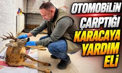 Mudurnu’da Yaralanan Karaca Koruma Altına Alındı