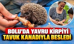 BOLU’DA YAVRU KİRPİYİ TAVUK KANADIYLA BESLEDİ