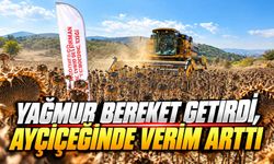 Göynük’ün Tarlalarında Sarı Bereket!