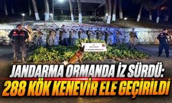 Bolu’da Ormana Uyuşturucu Tarlası Kurmuşlar