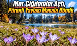 Doğa Sonbahar Elbisesini Giydi, Pürenli Renklendi