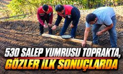 Yeniçağa’da Salep Tutarsa Yeni Gelir Kapısı Olabilir