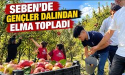SEBEN’DE GENÇLER DALINDAN ELMA TOPLADI