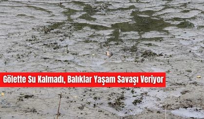 AŞIRI SICAKLAR BALIKLARI DA VURDU