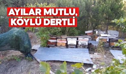BOLU'DA AYILAR KÖYLÜNÜN KABUSU OLDU