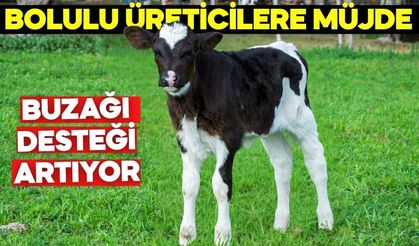 Bolulu Üreticilere Müjde! BUZAĞI DESTEĞİ ARTIYOR