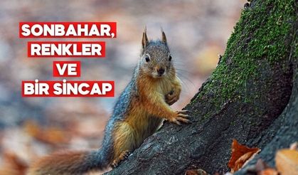 Yedigöller Milli Parkı’nda Sincaplar Sonbahara Eşlik Ediyor