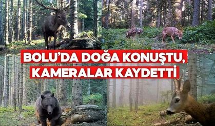 Kurt, Ayı, Geyik Aynı Karede! Bolu’da Fotokapanlardan Çarpıcı Görüntüler