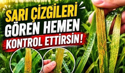 Bolu’daki Buğday Tarlaları İçin Kritik Uyarı