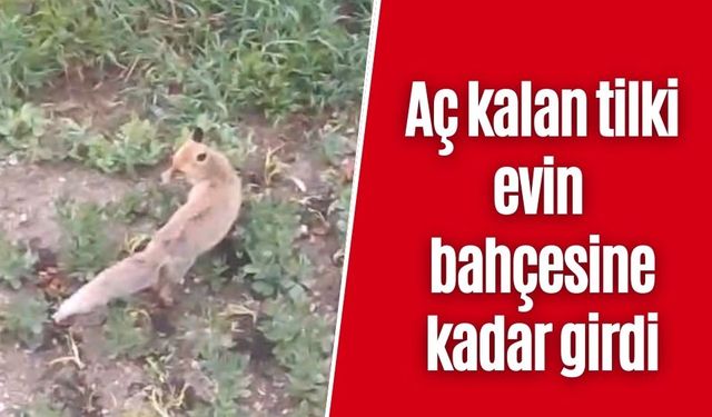 Aç kalan tilki evin bahçesine kadar girdi