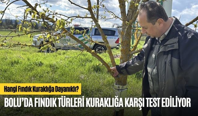 Hangi Fındık Kuraklığa Dayanıklı?