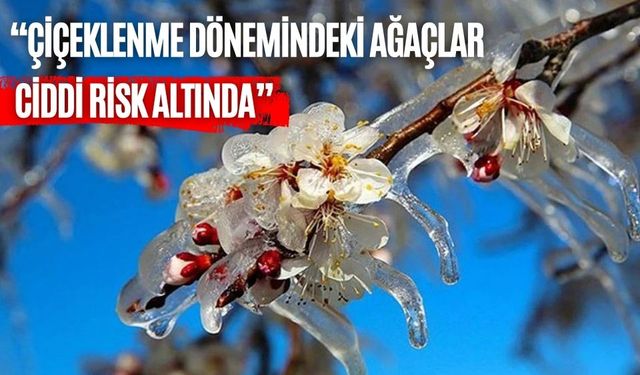 “ÇİÇEKLENME DÖNEMİNDEKİ AĞAÇLAR CİDDİ RİSK ALTINDA”
