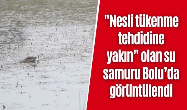 "Nesli tükenme tehdidine yakın" olan su samuru Bolu’da görüntülendi