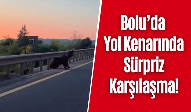Bolu’da Yol Kenarında Sürpriz Karşılaşma!