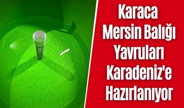 Karaca Mersin Balığı Yavruları Karadeniz'e Hazırlanıyor
