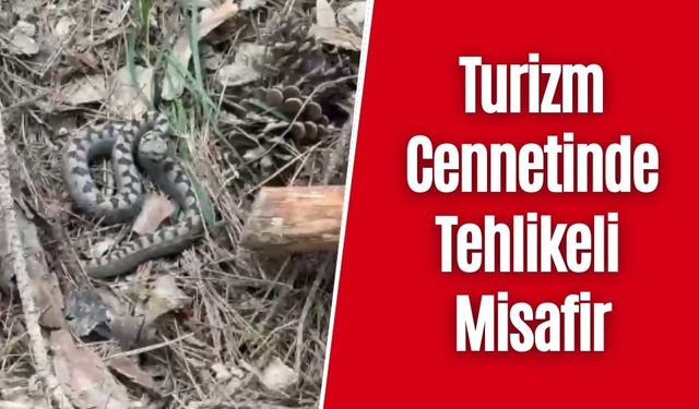Bolu’da Nadir Görülen Zehirli Yılan Kamerada