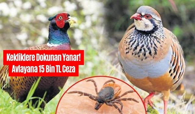Doğaya Salınan Kekliklerle Kene Mücadelesi Sürüyor