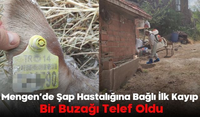 Mengen’de Şap Hastalığına Bağlı İlk Kayıp:  Bir Buzağı Telef Oldu