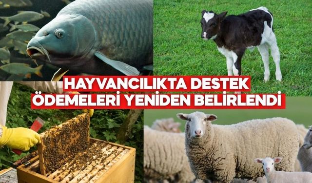 Hayvancılıkta Destek Ödemeleri Yeniden Belirlendi