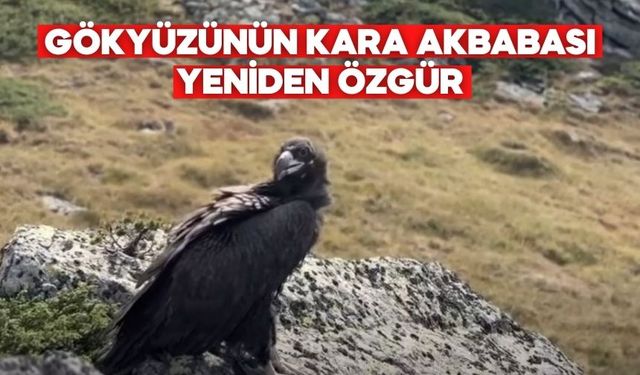 GÖKYÜZÜNÜN KARA AKBABASI YENİDEN ÖZGÜR