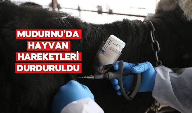 Mudurnu’da Şap Hastalığı Nedeniyle 18 Köy ve 4 Mahalle Karantinaya Alındı