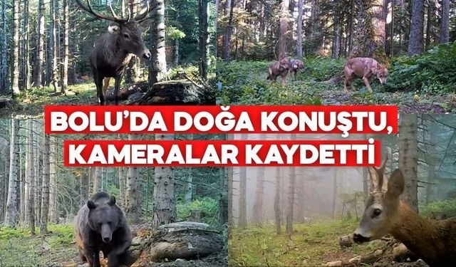 Kurt, Ayı, Geyik Aynı Karede! Bolu’da Fotokapanlardan Çarpıcı Görüntüler