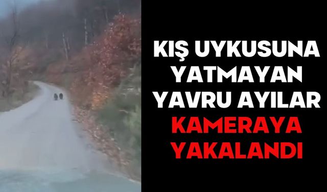 KIŞ UYKUSUNA YATMAYAN YAVRU AYILAR KAMERAYA YAKALANDI