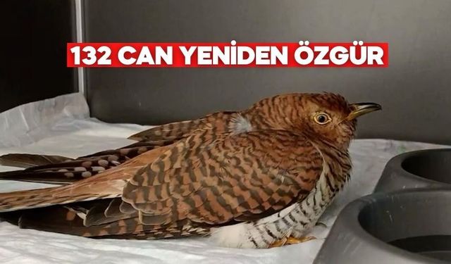 Bolu’da Vaşak’tan Kara Akbabaya Doğaya Dönüş Hikâyesi