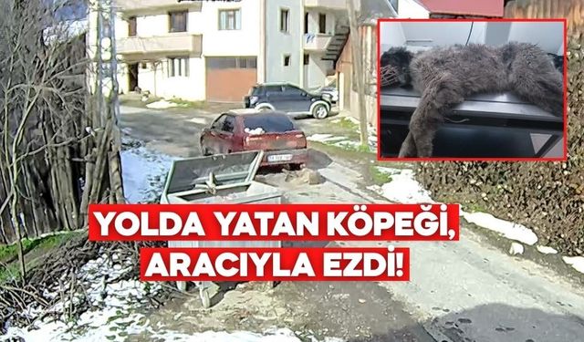 Bolu’da Bir Köpek İki Kez Şiddetin Hedefi Oldu