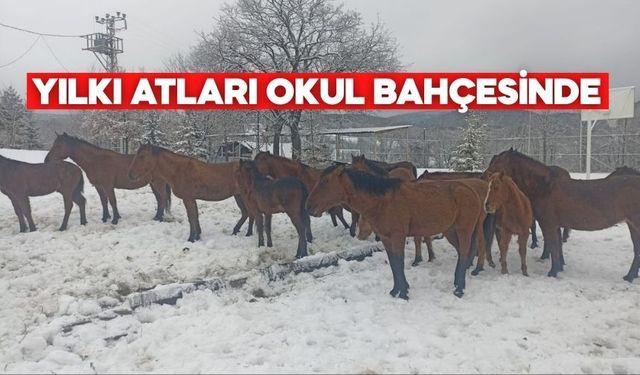 Yılkı Atları Bolu’da Okul Bahçesine İndi
