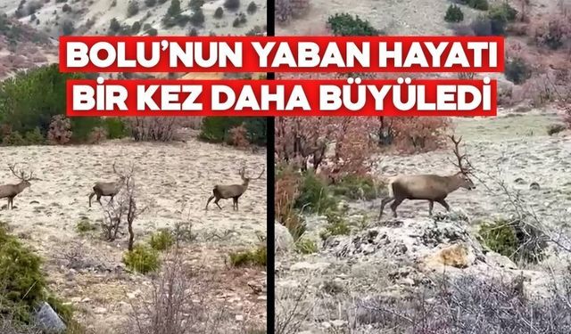 Koruma Altındalar… Bolu’da Böyle Görüntülendiler