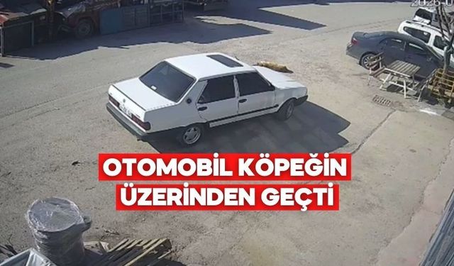 Bolu’da Otomobil Yolda Yatan Köpeği Ezdi
