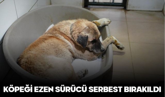 KÖPEĞİ EZEN SÜRÜCÜ SERBEST BIRAKILDI