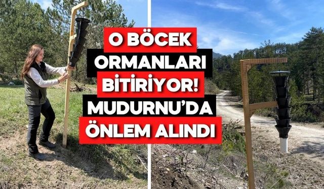 Bolu’da Ağaçları Yok Eden Böceğe Tuzak Kuruldu