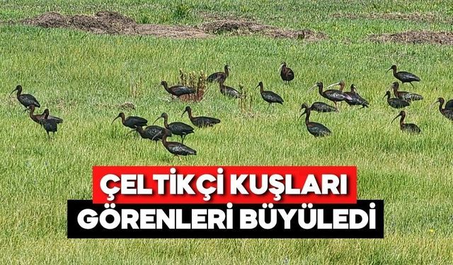 Göç Yolundaki Kuşlar Bolu’da Mola Verdi