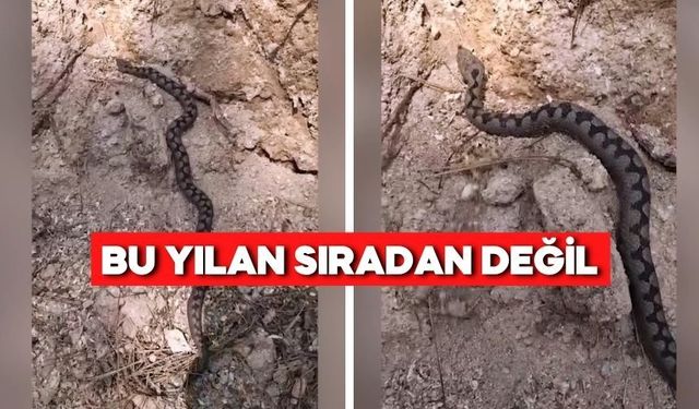 Türkiye’nin en zehirli türlerinden biri Bolu’da!
