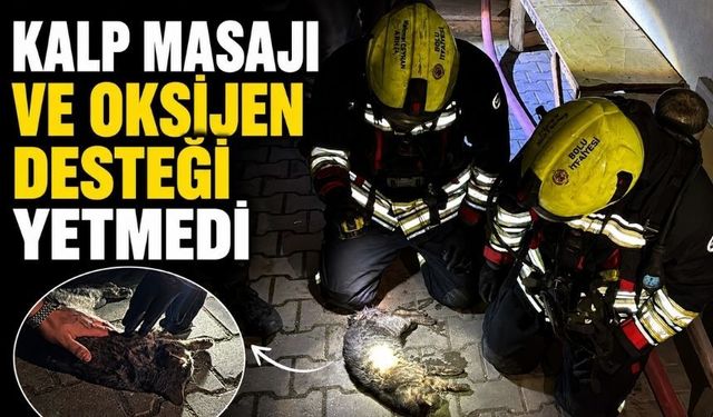 Bolu'da Yangında Dumandan Etkilenen Kedi İçin Dakikalarca Seferber Oldular