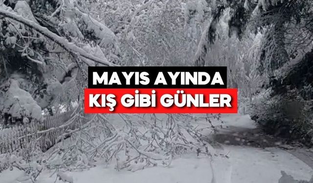 Bolu'da Hava 10 Derece Birden Düştü! Gölcük’te Ağaçlar Kar Yüküne Dayanamadı