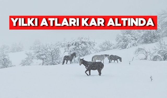Mudurnu’da Kar Yağdı, Yılkı Atları Görsel Şölen Sundu