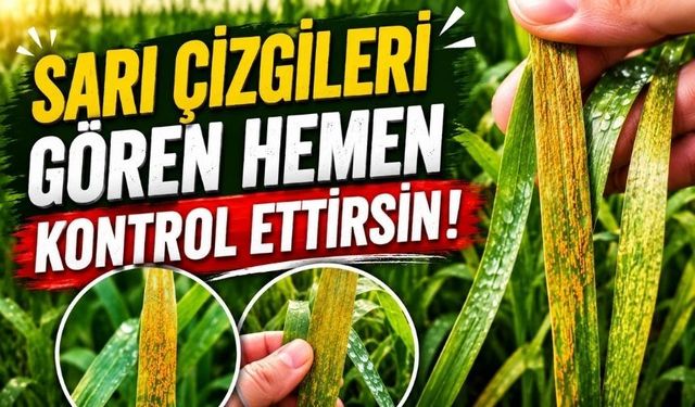 Bolu’daki Buğday Tarlaları İçin Kritik Uyarı