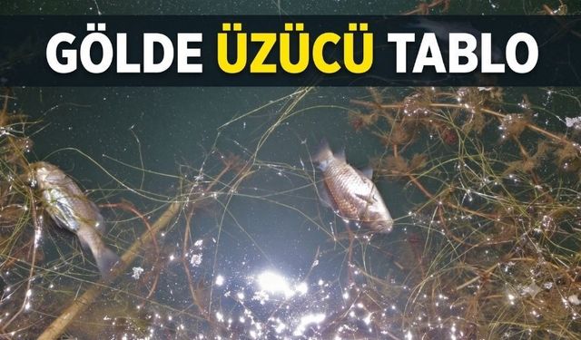 Bolu'nun Doğa Harikasında Endişelendiren Manzara