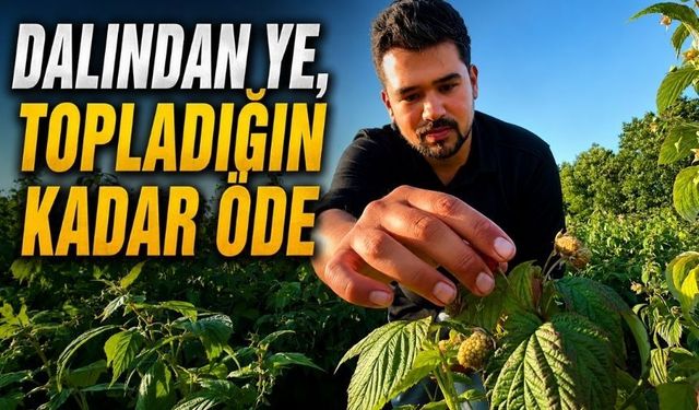 Kaymakamlık Hayalini Bıraktı, 45 Dönümlük Başarıya Ulaştı