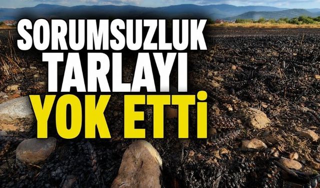 Bolu'da Sorumsuzluk 10 Dönüm Buğdayı Yok Etti