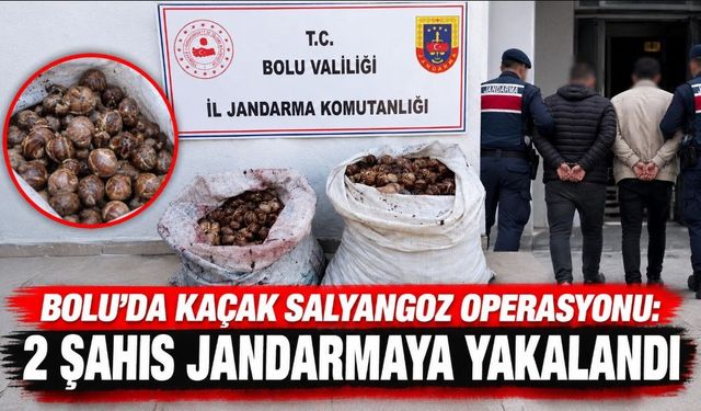 Bolu'da kaçak salyangoz operasyonu: 2 şahıs jandarmaya yakalandı