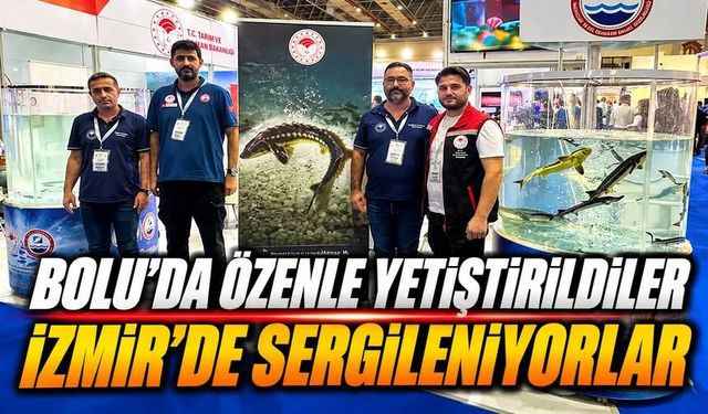 Bolu’nun Endemik Abant Alası İzmir’de Görücüye Çıktı
